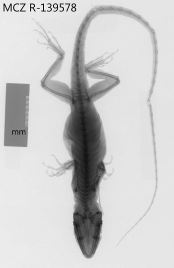 Media type: image;   Herpetology R-139578 Aspect: dorsoventral x-ray